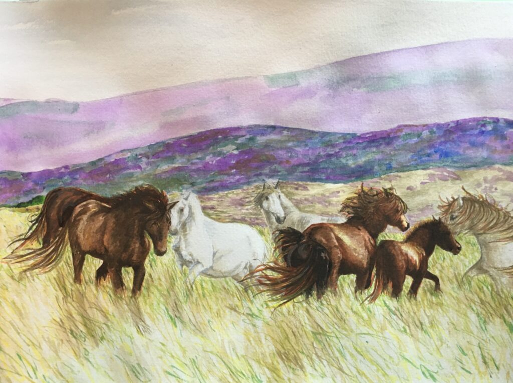 Dartmoor ponies running in a herd with heather covered hills in the background.